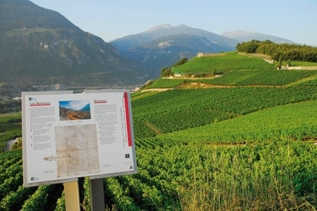 Sentier viticole de Sierre à Salquenen