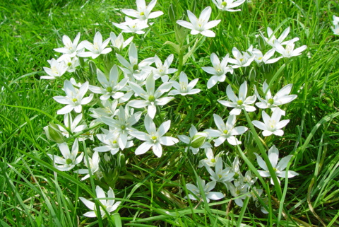 Le chemin des Fleurs de Bach