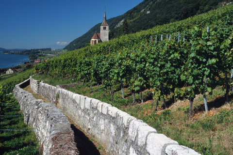 Le chemin des vignes – Bienne-La Neuveville