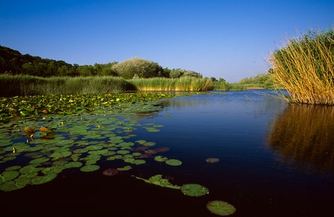 La Grande Cariçaie