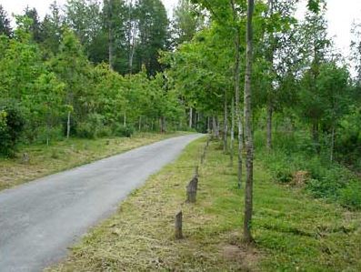Balade en chaise roulante dans les bois du Jorat