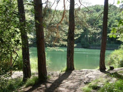 Traversée du site protégé du Bois de Finges