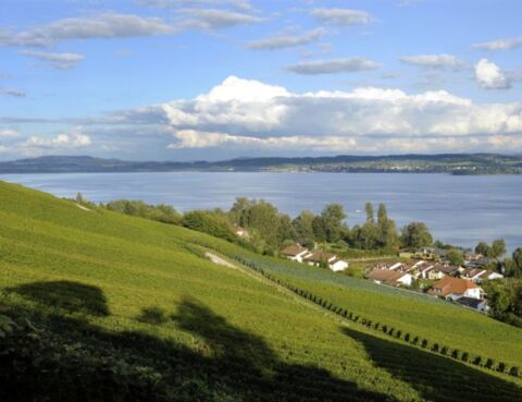 Balade oenotouristique du Vully