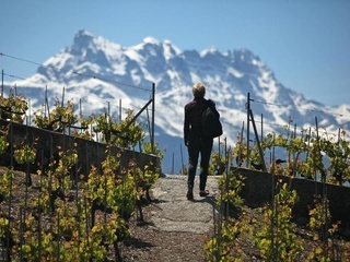 Balade oenotouristique du Chablais vaudois