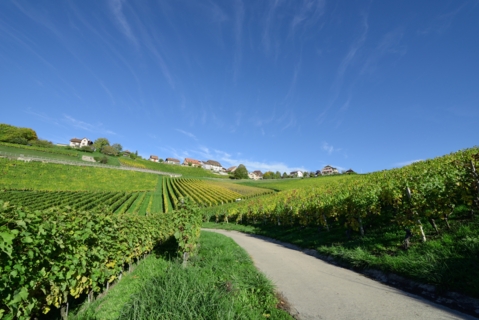 Balade oenotouristique à travers les Côtes de l&rsquo;Orbe