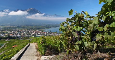 Le Sentier des Vignes