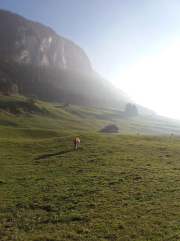 Sur le plancher des (fromages de) vaches