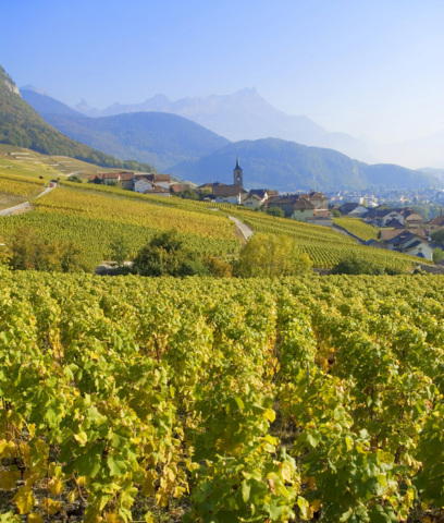 Vignes avec vue