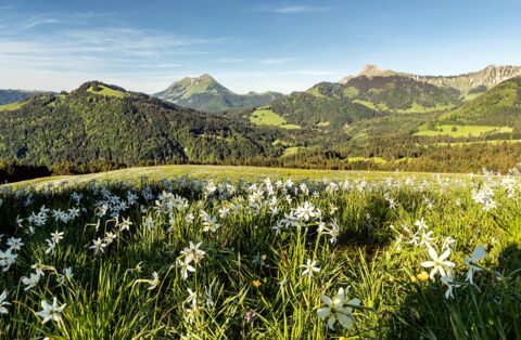 Nature au firmament