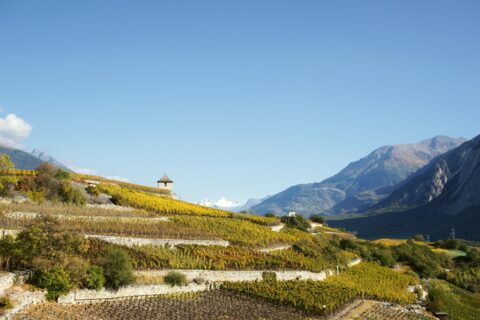 5200 hectares de nectar en 6 kilomètres