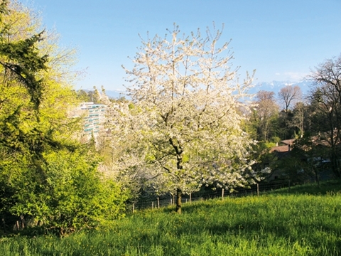 Rusés comme des renardeaux