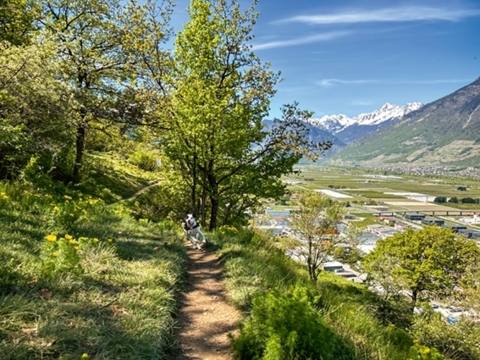 Le sentier des Adonis