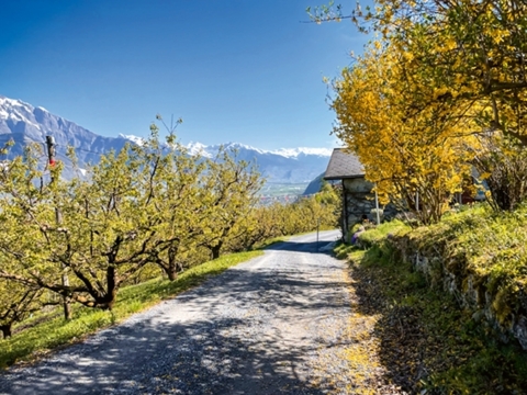 Le sentier de l’abricot