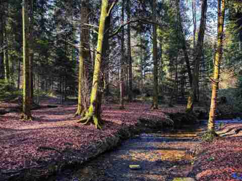 Bol d&rsquo;air forestier
