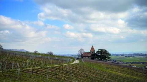 Escapade dans les vignobles