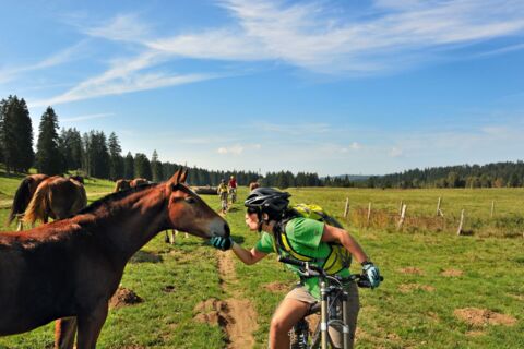 Franches-Montagnes Tour (JU)