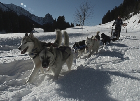 Initiation à la conduite en chiens de traîneau – Diablerets