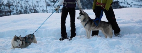 Cani Rando Raquette – Val d&rsquo;Hérens