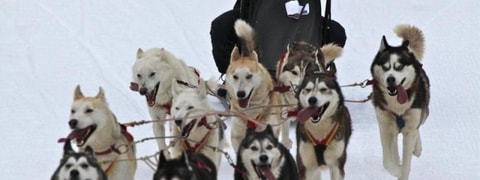 Course internationale de chiens de traîneaux – Les Mosses
