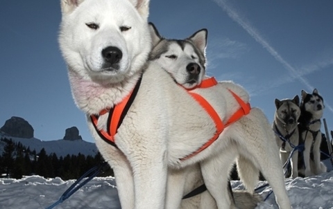 Rencontre avec les chiens polaires – St-Martin (Fribourg)