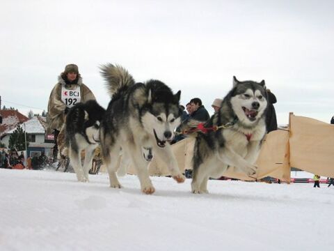 Fête du chien nordique 2016 – Saignelégier