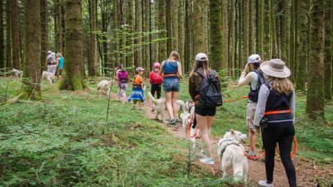 Rencontre avec les chiens polaires – Les Paccots