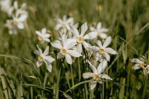 Narcisses en fête – Les Paccots (FR)