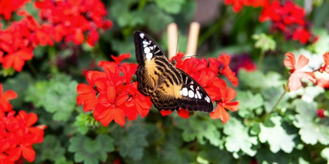 La serre aux papillons du Garden Centre Schilliger de Gland