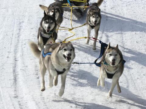 Course de chiens de traîneaux 2020 – Les Mosses