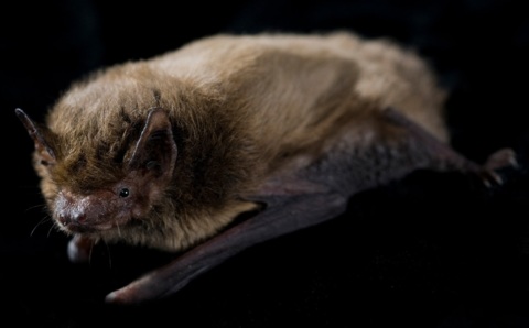 La Nuit des chauves-souris