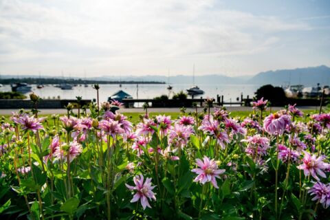Fête du dahlia – Morges