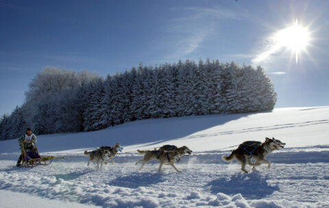Courses de chiens de traîneaux – Saignelégier