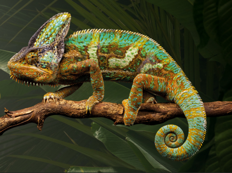 Exposition de reptiles au Centre Belair