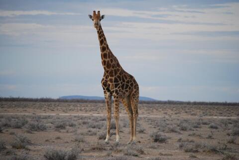 Girafe en vadrouille – La Chaux-de-Fonds
