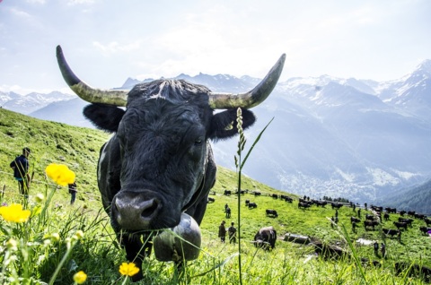Inalpes au val d&rsquo;Anniviers