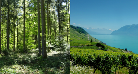 Balade des bois du Jorat aux coteaux de Lavaux