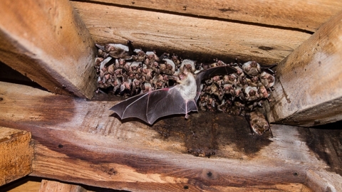 La Nuit des chauves-souris dans le canton de Neuchâtel