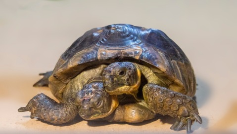 25 ans de la mascotte du Muséum d&rsquo;histoire naturelle de Genève