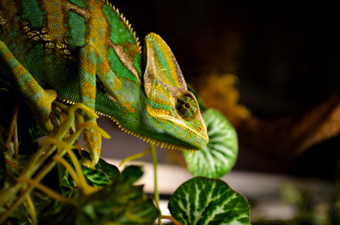 Reptiles Expo – Cernier