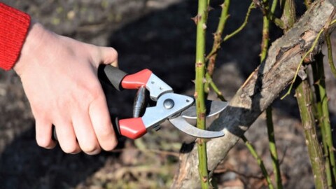 Cours de taille ornementale et fruitière