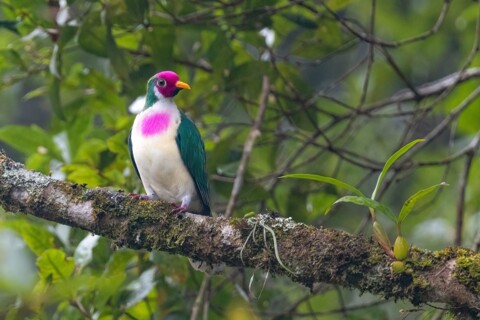 Exposition photographie ornithologique au Tropiquarium de Servion