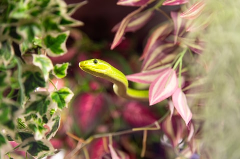 Reptiles Expo à Villeneuve (VD)