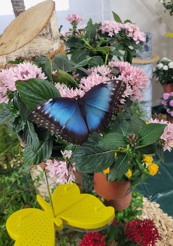 La Chapelle aux papillons:  envolée colorée à Payerne !
