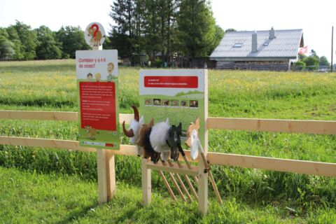 Sentier découverte des vaches allaitantes, à Malleray-Montoz