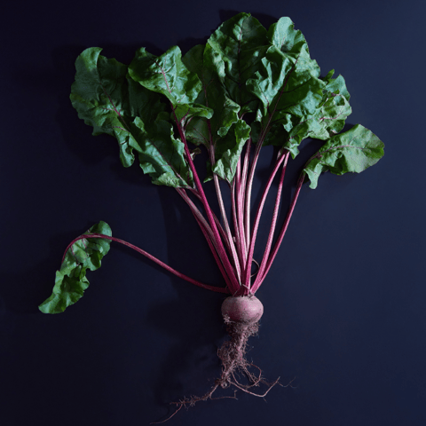 Expo "So Roots ! Portrait radical 100% végétal" à l'Alimentarium