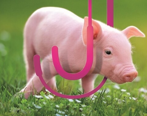 Expo « Cochon! »