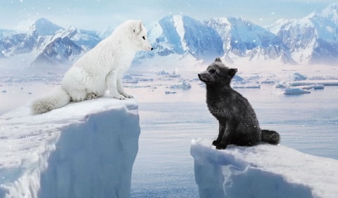 Sortie du film « Kina & Yuk : renards de la banquise »