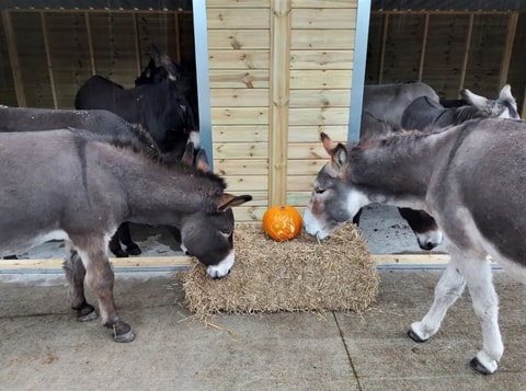 Donkey's Halloween