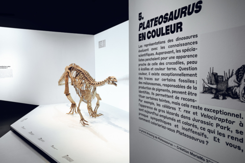 Expo « Platéosaure, ceci est un dinosaure »
