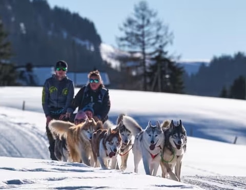 Course internationale de chiens de traîneaux aux Mosses (VD)